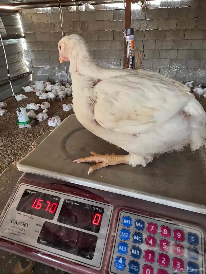 دجاج لاحم انتاجي الخاص عمر 30 يوم 4