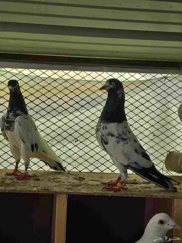 حمام تيدي سخي 0