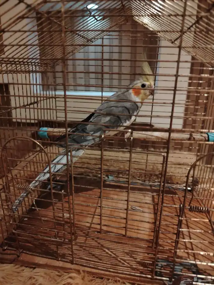 كروان مدرب 3