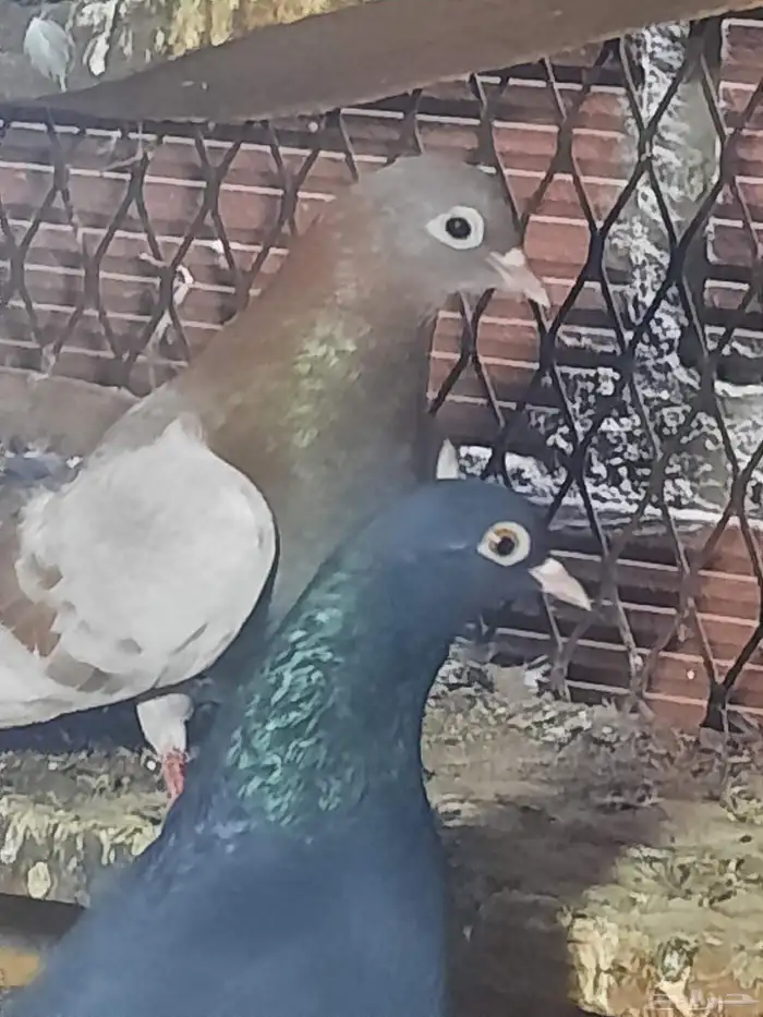 حمام صنعاني وقماري 0