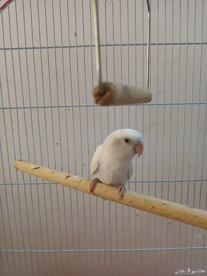 انثى روز منتجه 0