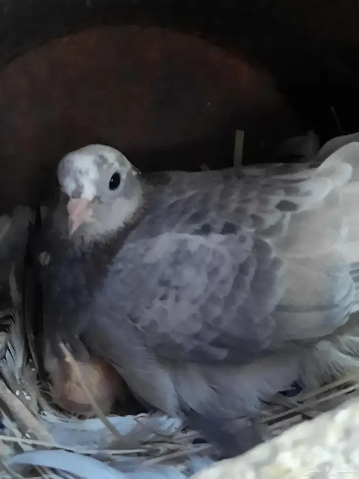 حمام صنعاني وقماري 3