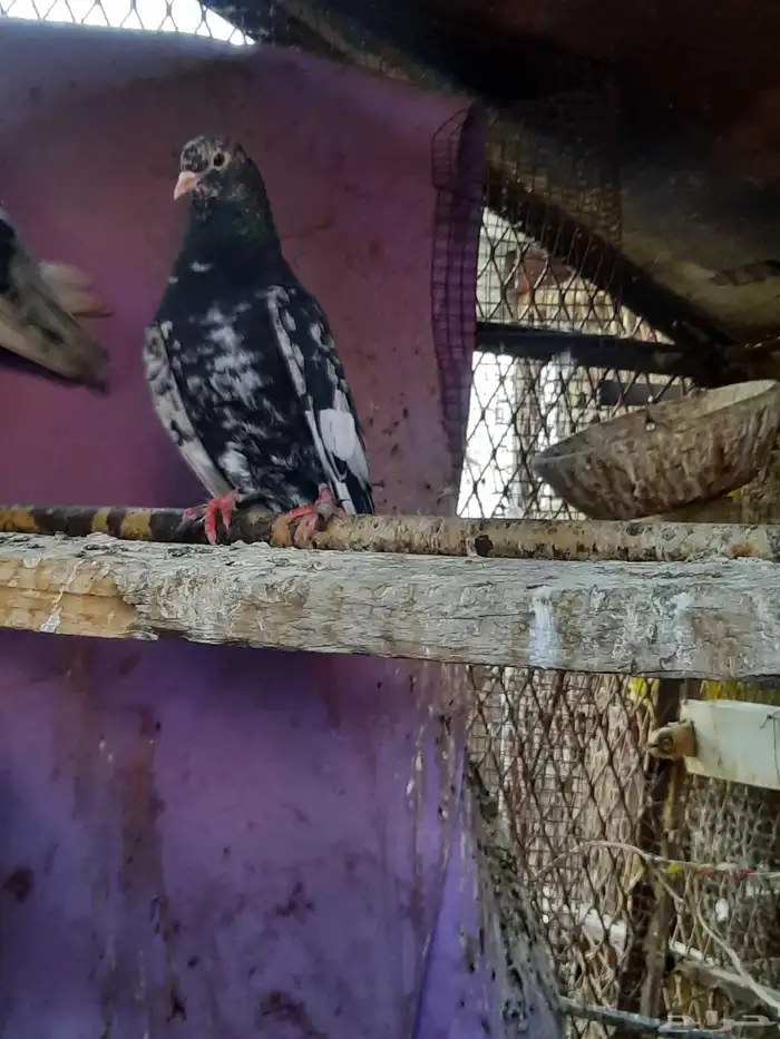 حمام صنعاني وقماري 5