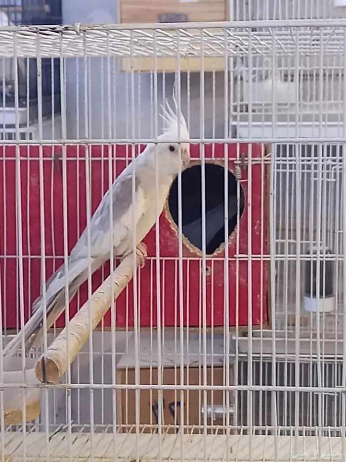 زوج كروان هولندي والبينو.فخم 2