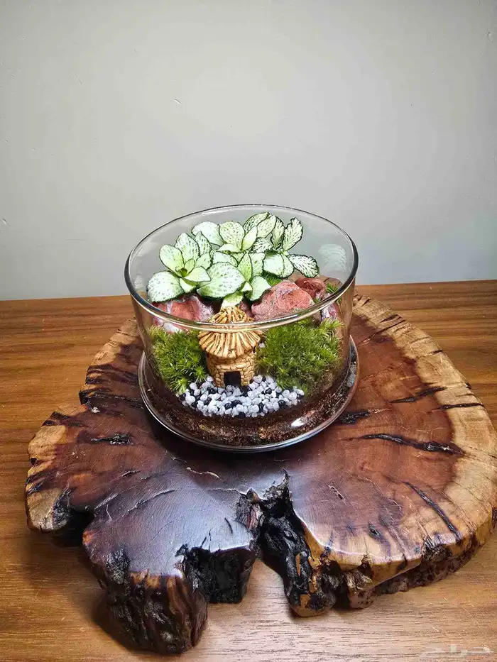 توزيعات هدايا نباتات طبيعية 5