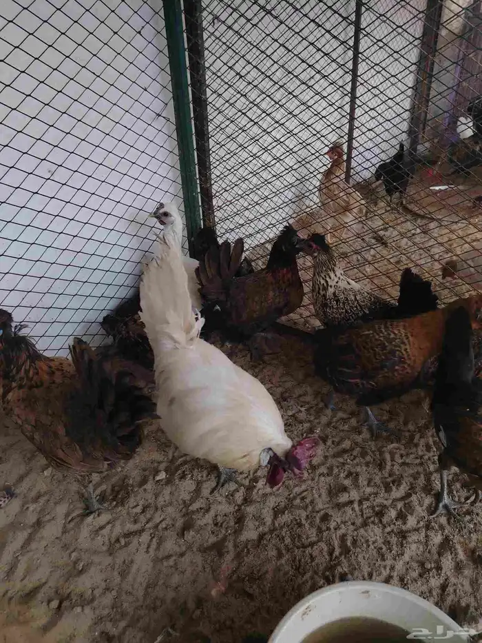 دجاج كويتي بياض وحضان 1