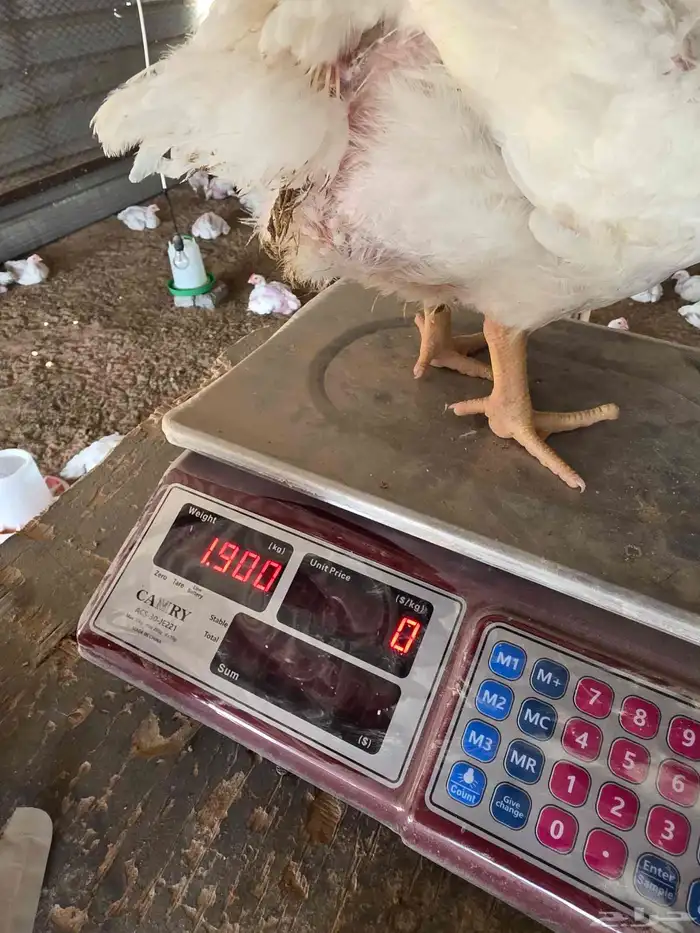 دجاج لاحم انتاجي الخاص عمر 30 يوم 0