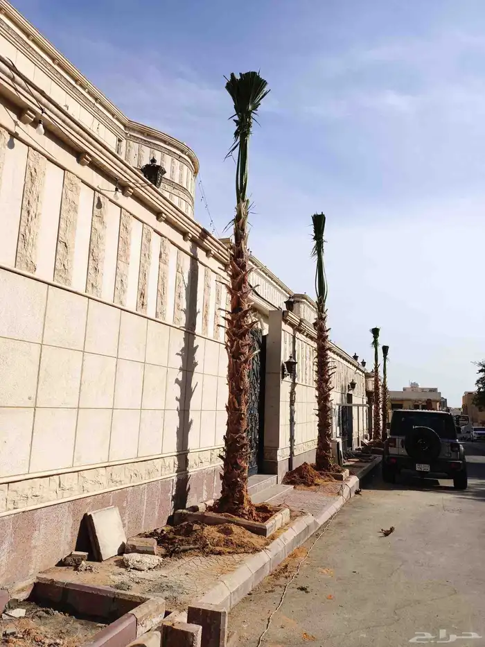 نخل واشنطني اقل سعر 1