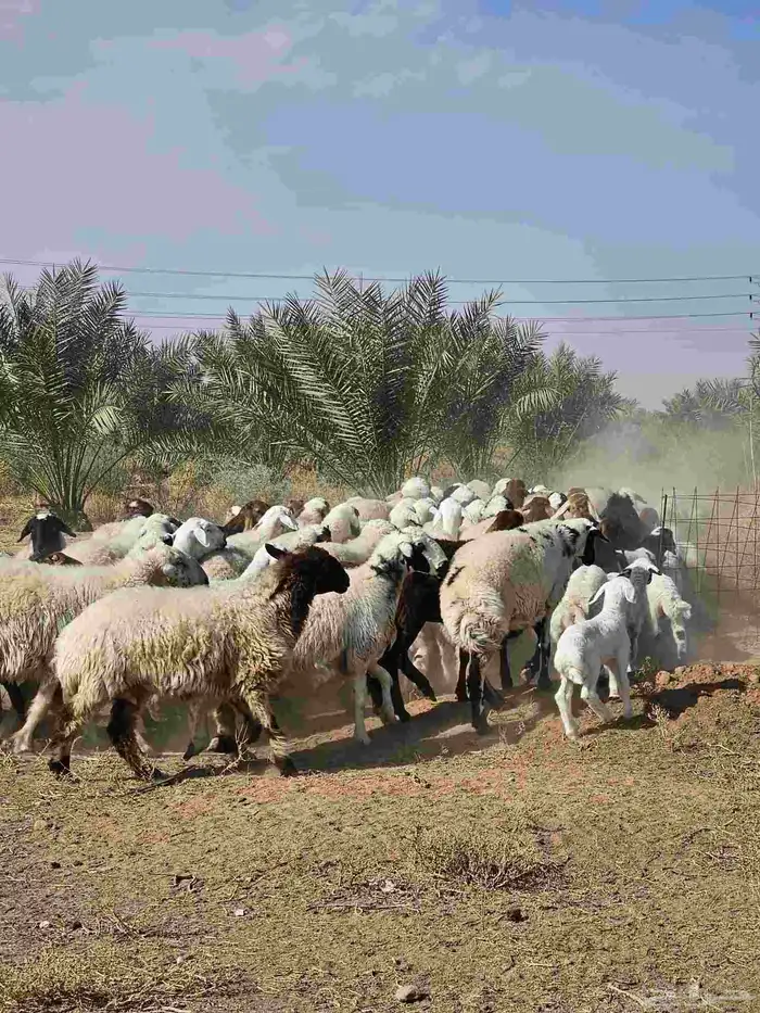 مراح واحد حري ونعيم 2