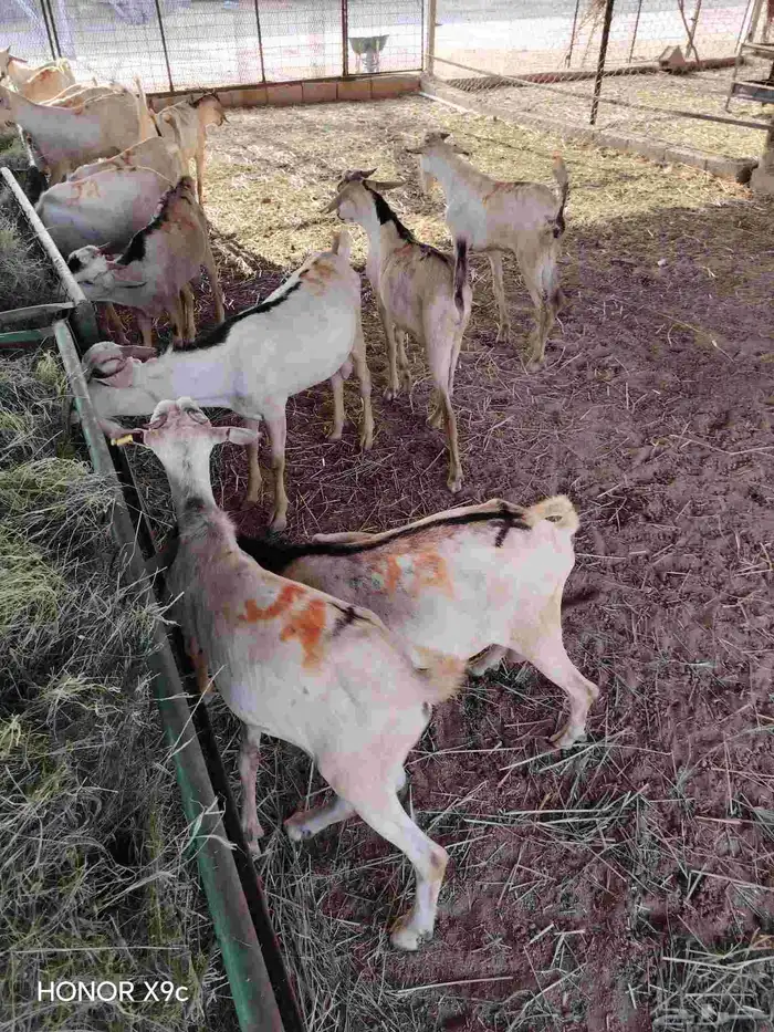 بربرى وتيوس أسعار منافسه للجمله 4