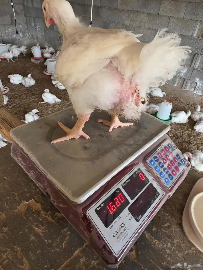 دجاج لاحم انتاجي الخاص عمر 30 يوم 1