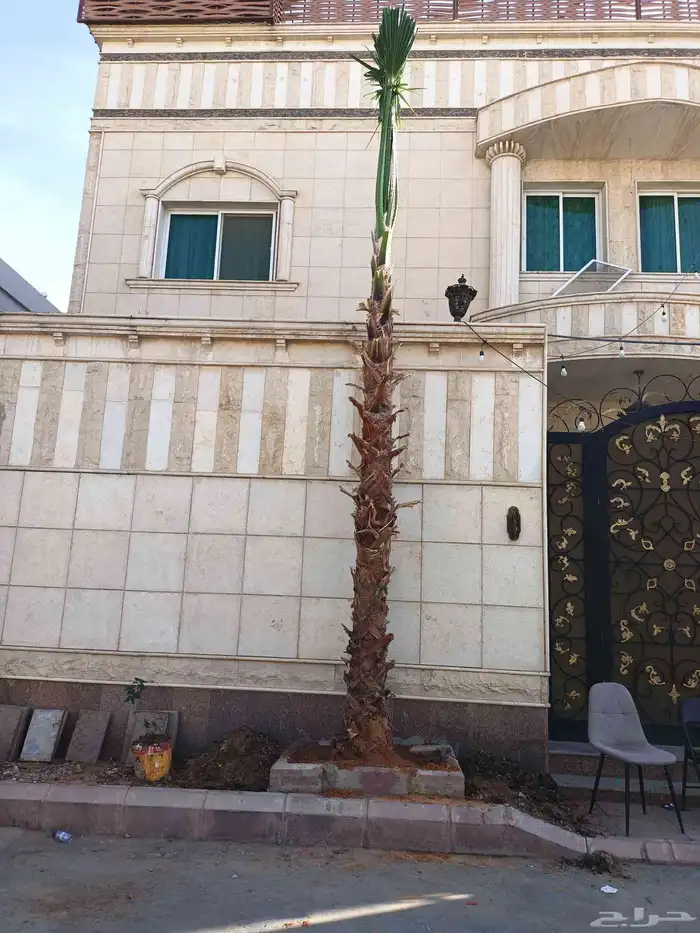 نخل واشنطني اقل سعر 2