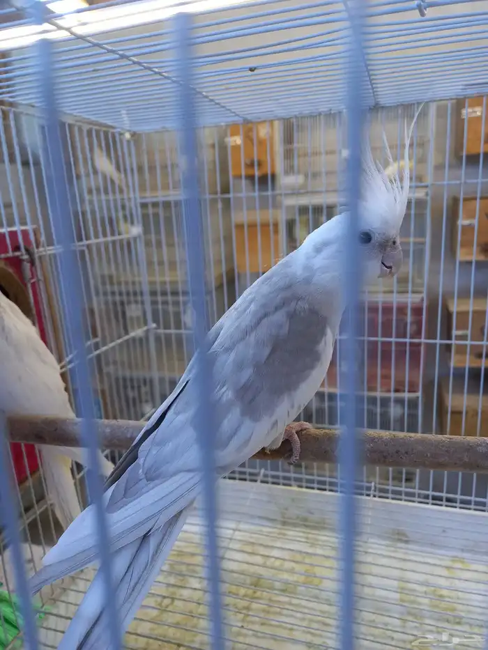 زوج كروان هولندي والبينو.فخم 8