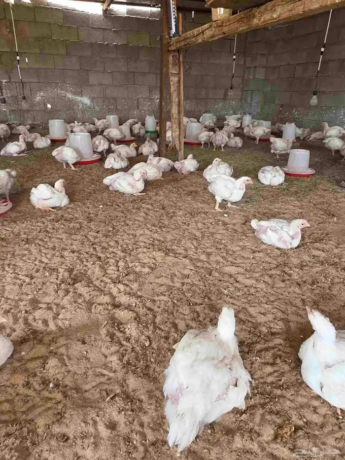 دجاج لاحم انتاجي الخاص عمر 30 يوم 7