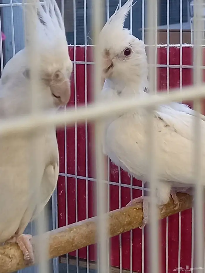 زوج كروان هولندي والبينو.فخم 1