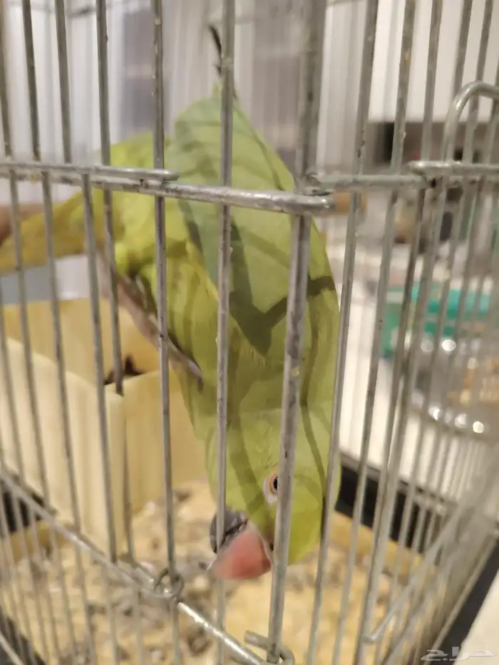 ببغاء درة هندي 3