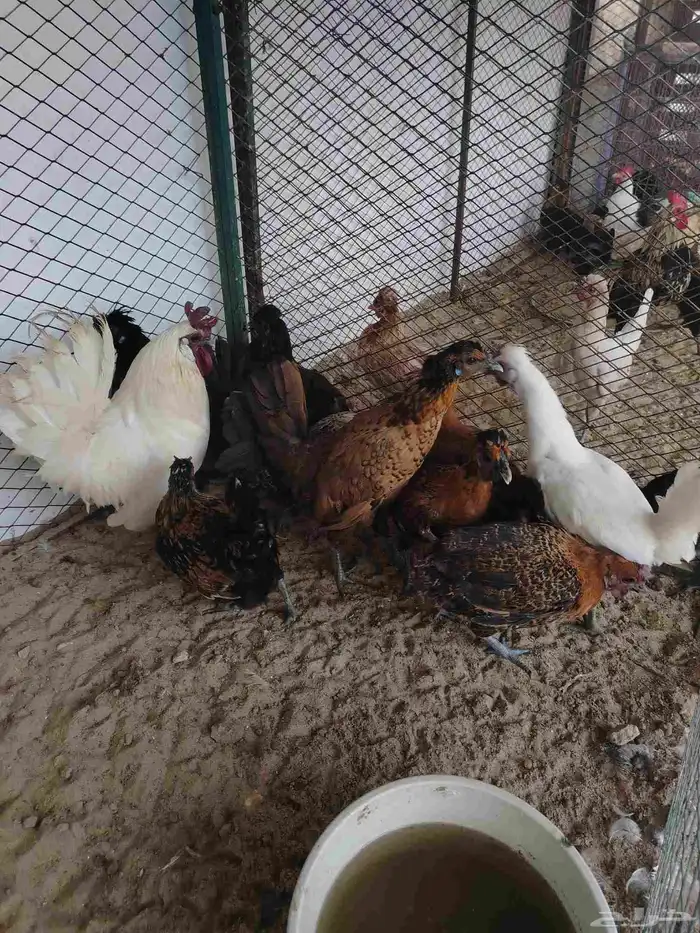 دجاج كويتي بياض وحضان 4