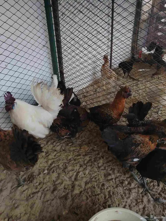 دجاج كويتي بياض وحضان 2