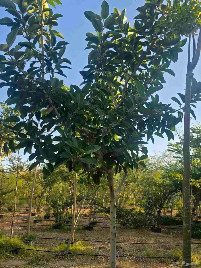 اشجار احجام كبيرة بأنواعها 8