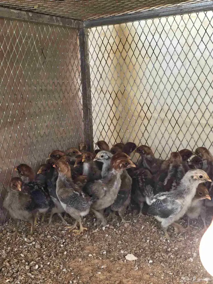 صيصان فيومي شبابي 0