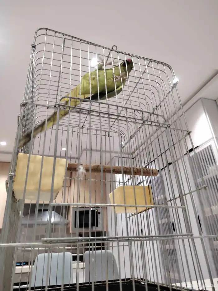 ببغاء درة هندي 0