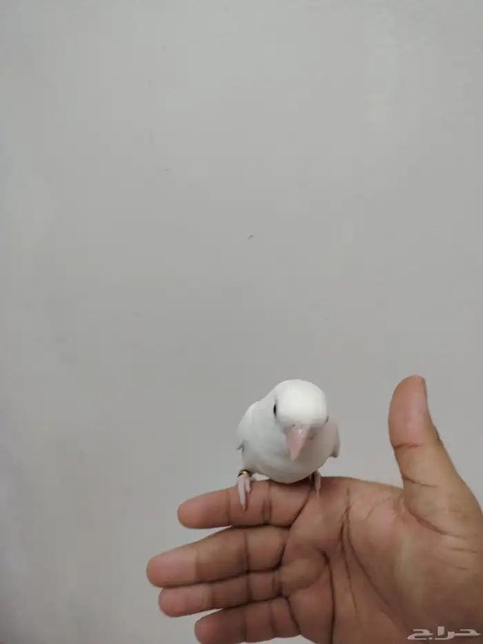 للبيع جوز روز عمره 10 شهور اليفه جدا للجاد على اسوم 2