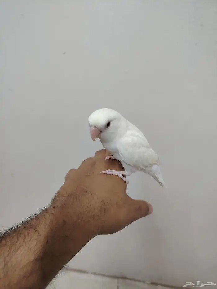 للبيع جوز روز عمره 10 شهور اليفه جدا للجاد على اسوم 0