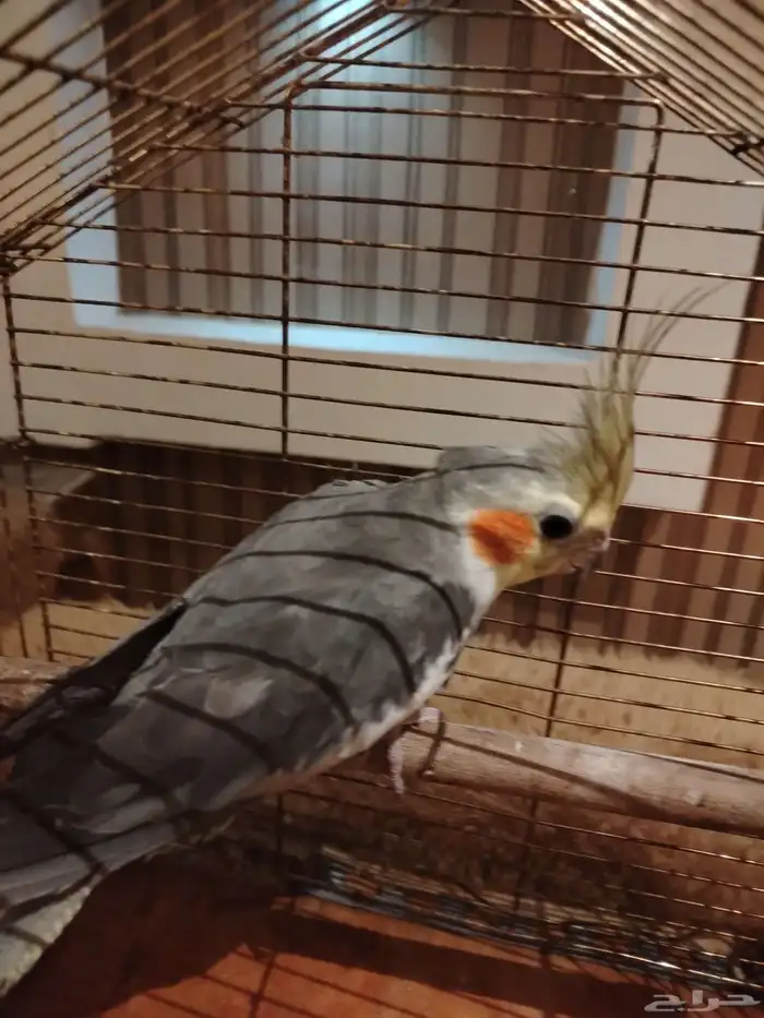 كروان مدرب 1