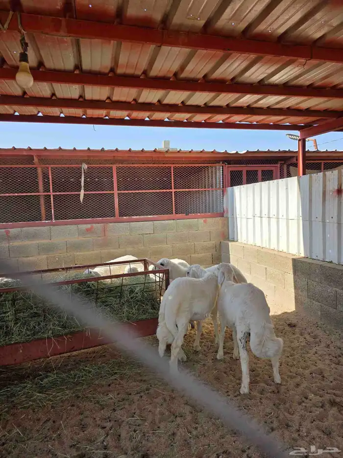 ذبايح النشاما 6