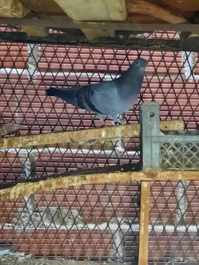 حمام صنعاني وقماري 1