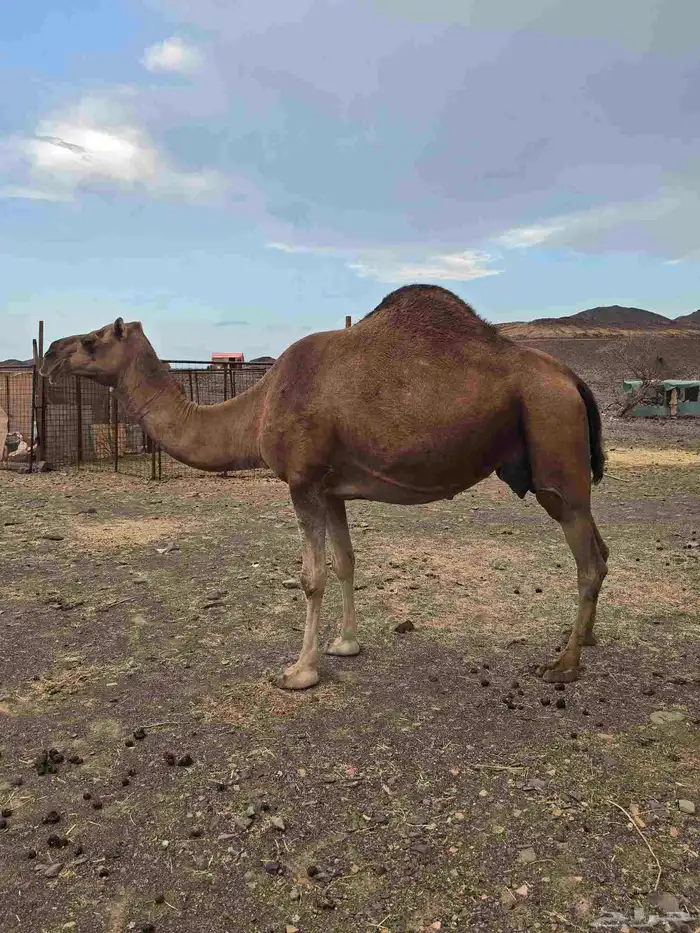 ناقه حمرا ملاقي 0