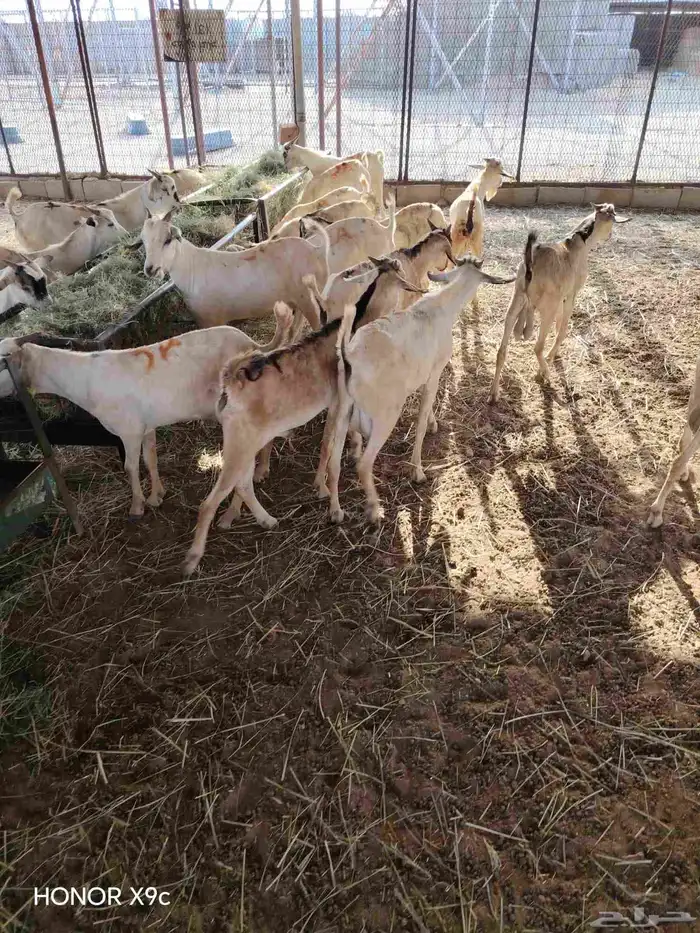 برابر صومالية نظيفة متنقية نقاوة متعلفة برسيم وشعير وقصب 4