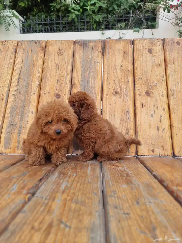 جراوي ميني بودل مستوى جدا جميل وسعر حلوو 3