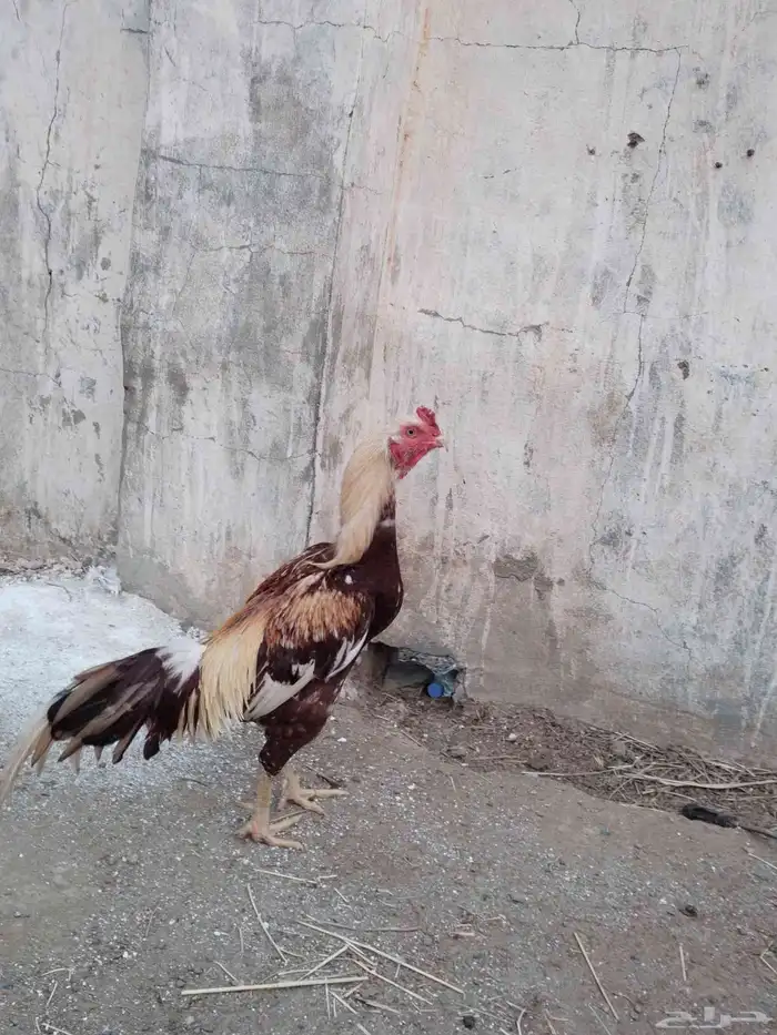 ديك ميوالي على سندي 0