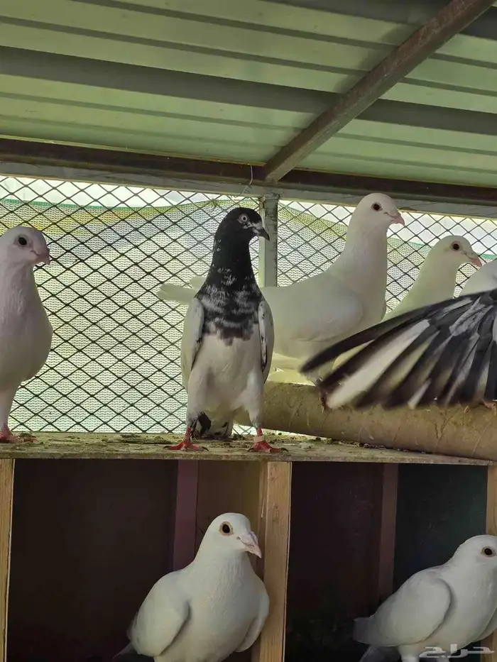 حمام تيدي سخي 3