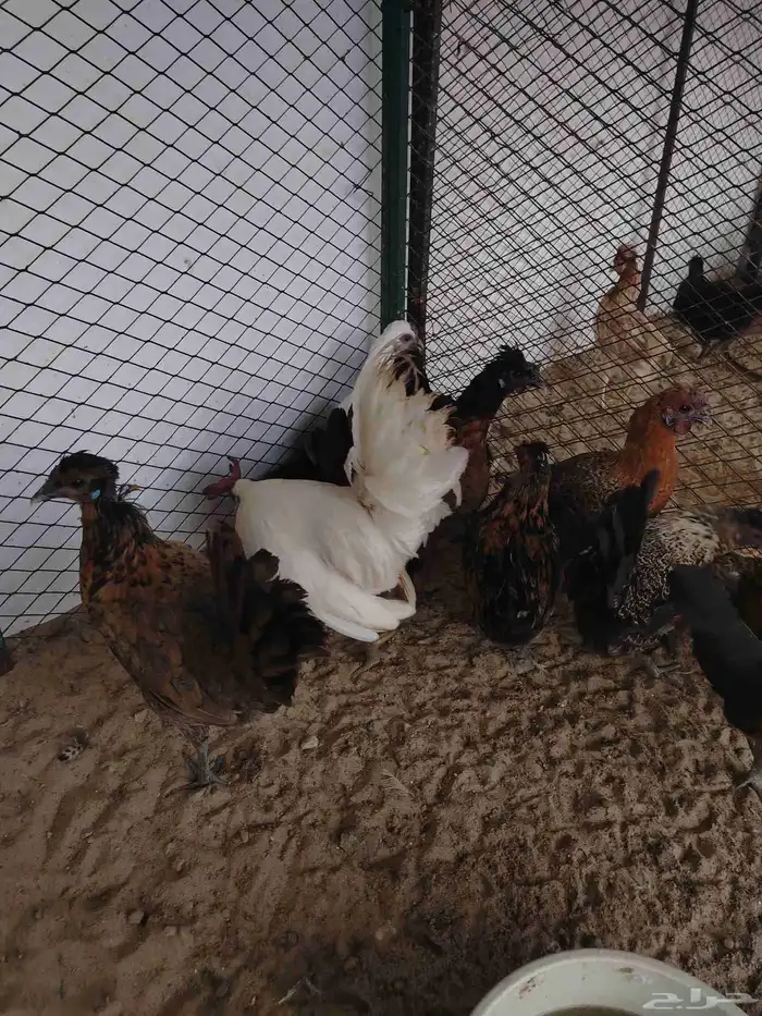 دجاج كويتي بياض وحضان 6