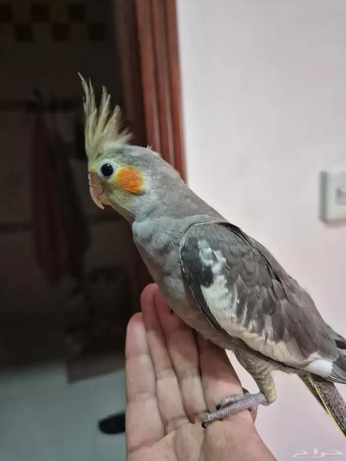 كروان ذكر اليف 0