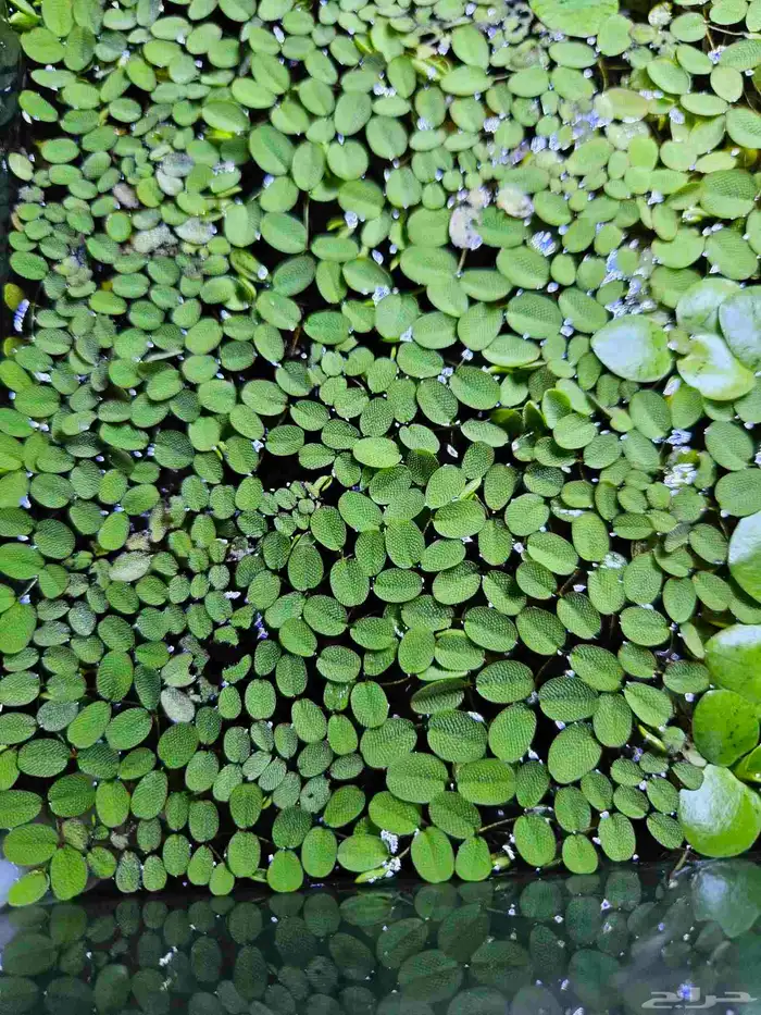 نبات طافي سالفينيا 1