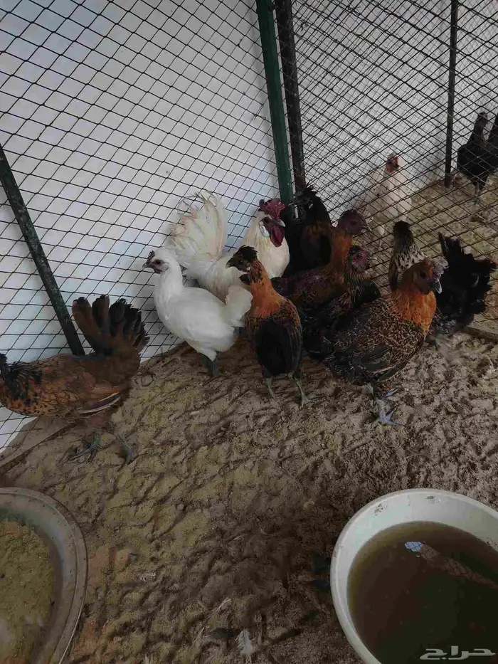 دجاج كويتي بياض وحضان 9