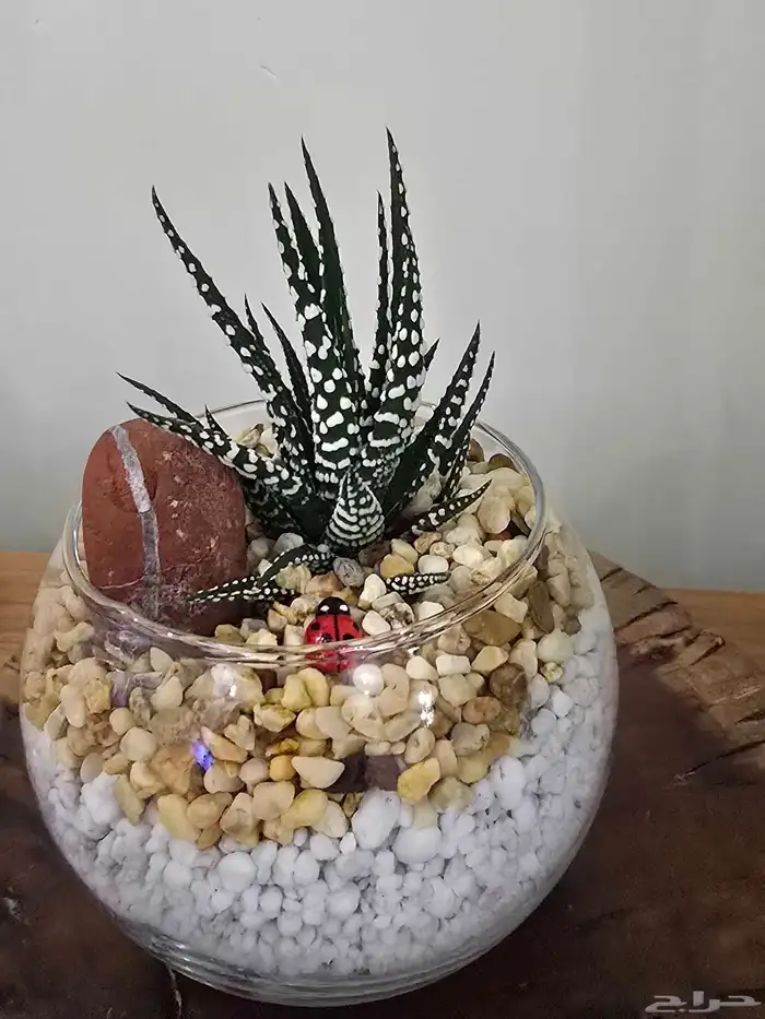 توزيعات هدايا نباتات طبيعية 8