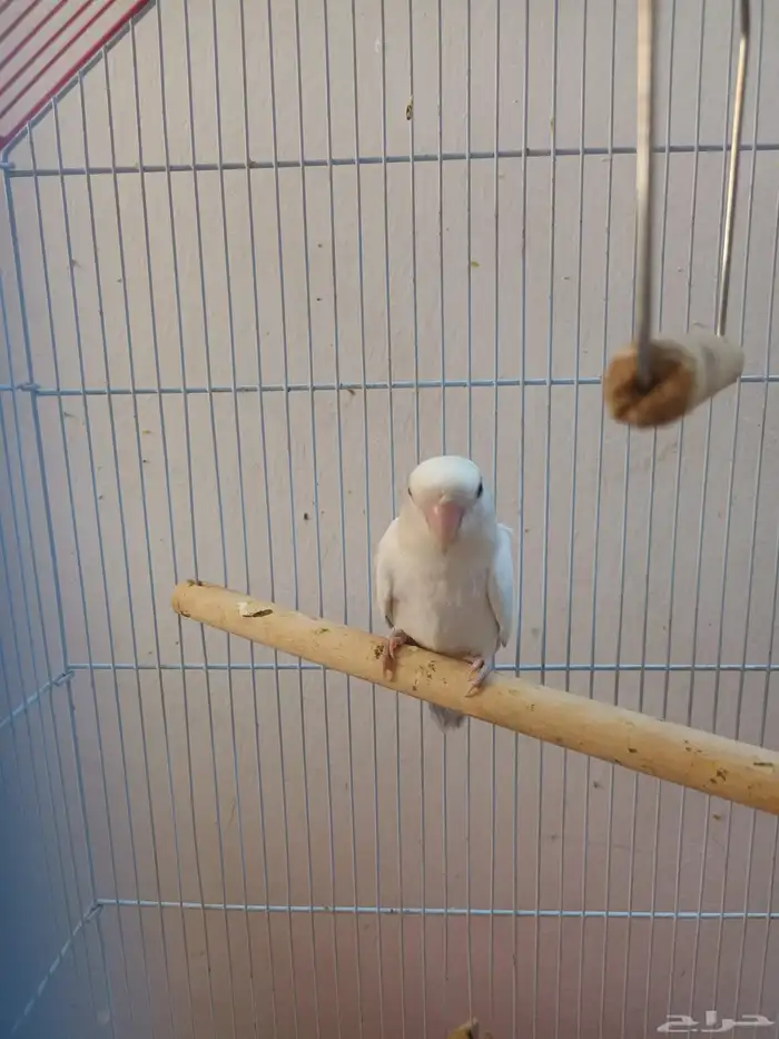 انثى روز منتجه 1