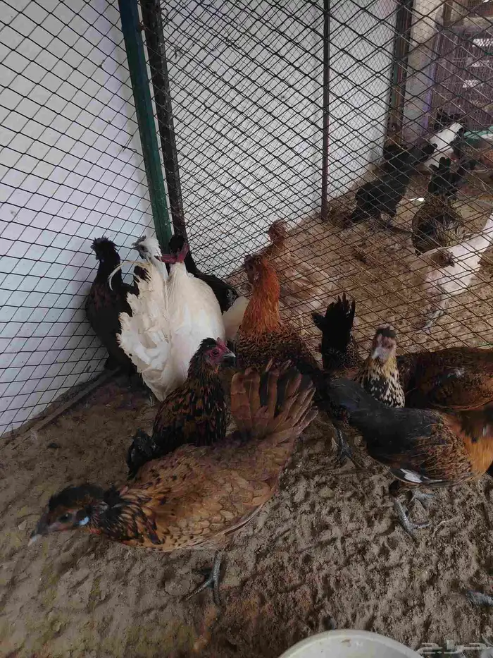 دجاج كويتي بياض وحضان 5