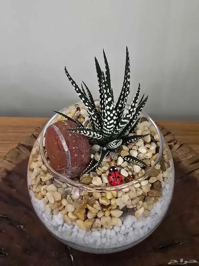 توزيعات هدايا نباتات طبيعية 9