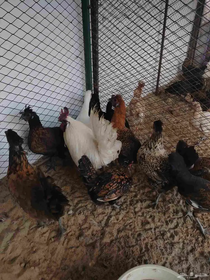 دجاج كويتي بياض وحضان 8