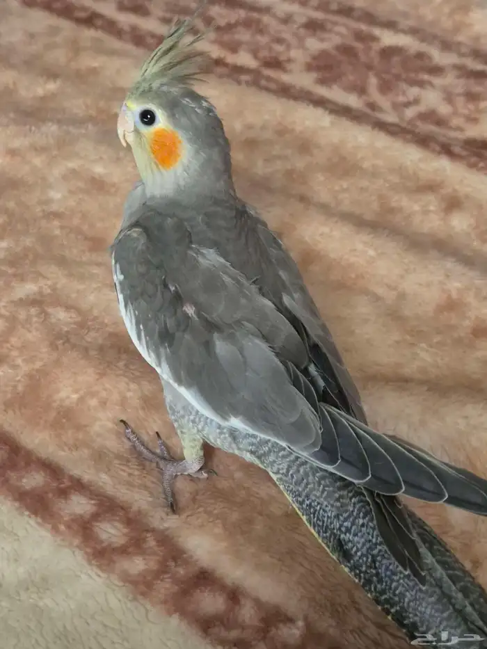 كروان ذكر اليف 2