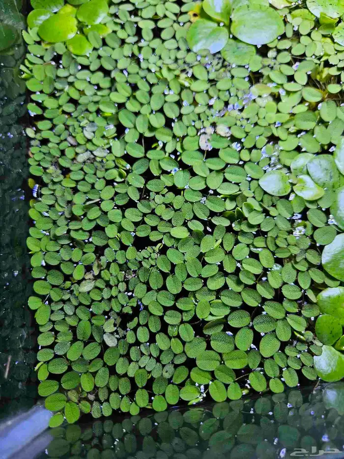 نبات طافي سالفينيا 0