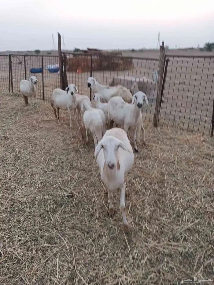 5 سواكنيات يتبعها 5 5