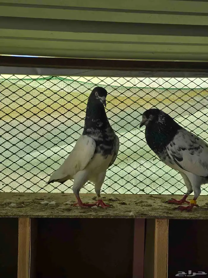 حمام تيدي سخي 4