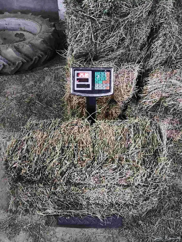 برسيم صافي للبيع 1