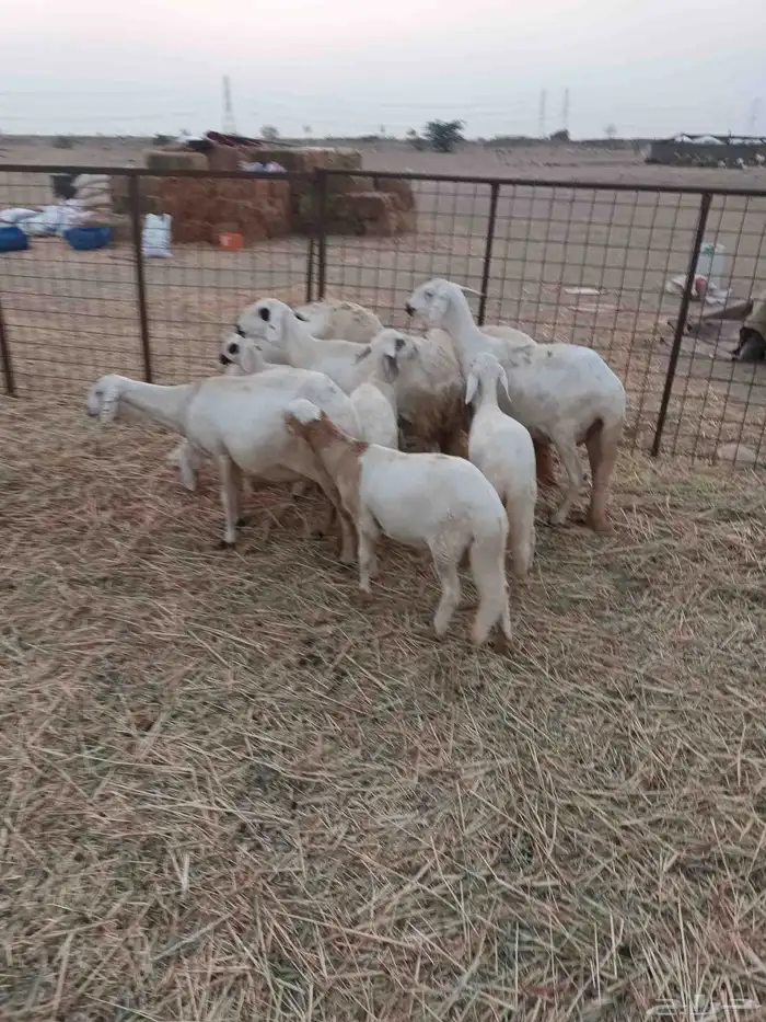 5 سواكنيات يتبعها 5 0